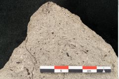 Foto (Detailansicht) von Ilex aquifolium Linne (NHMW-GEO-2024-0188-15017)
